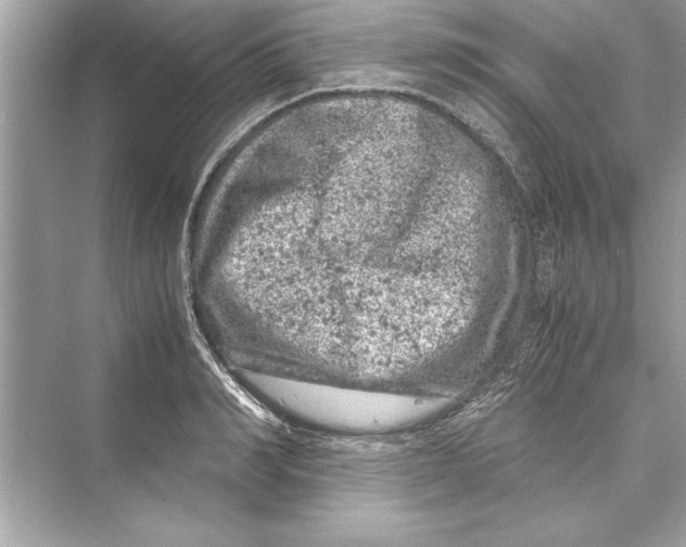 X0000072550990200608111834