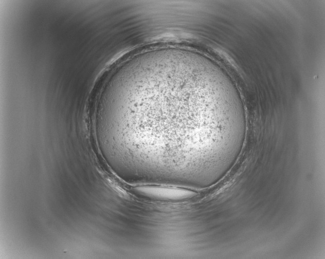 X0000072551018200608111833