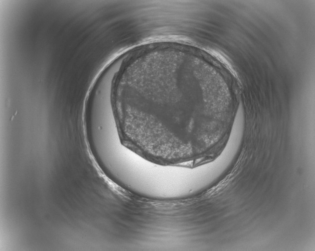 X0000072551046200608111834