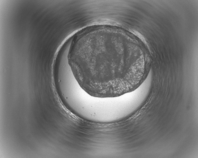 X0000072551120200608111832