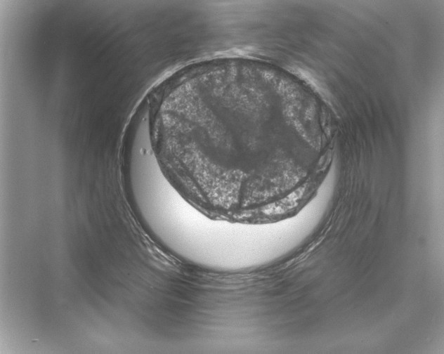 X0000072551308200608111828