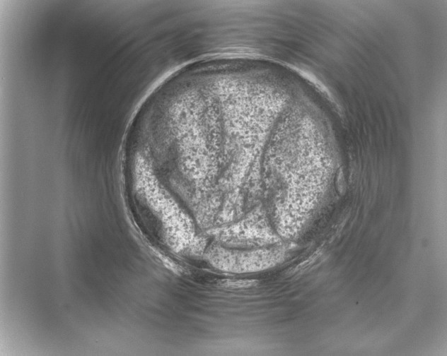 X0000072551325200608111829