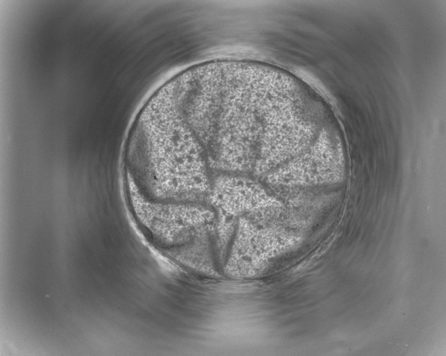 X0000072551440200608111827