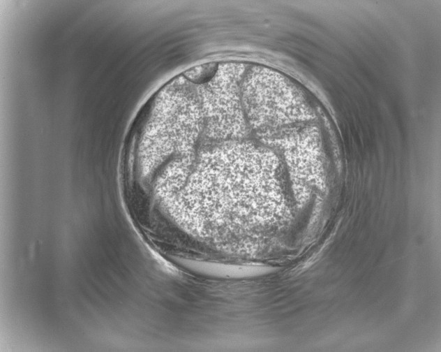 X0000072551533200608111826