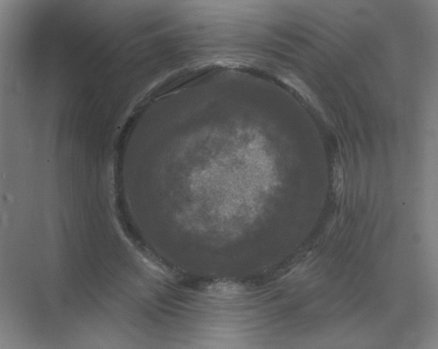 X0000072920444200607282115