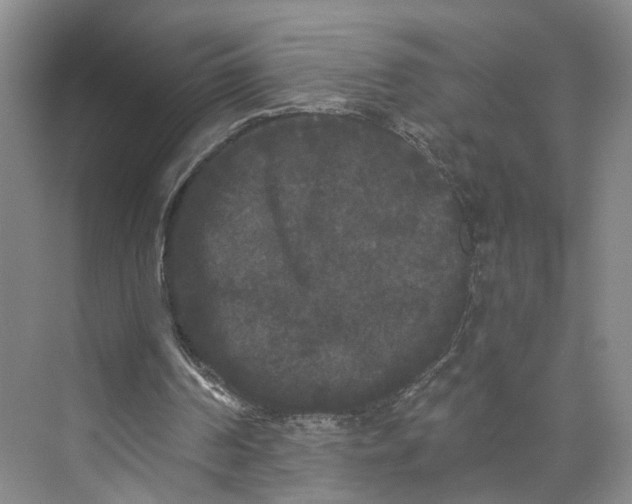 X0000072920194200608041159