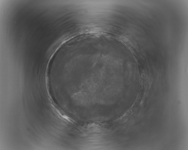 X0000072920290200608041157