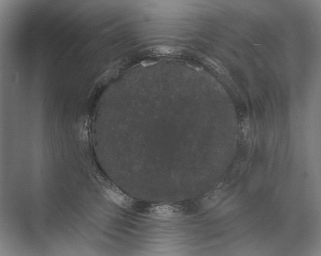 X0000072920423200608041155