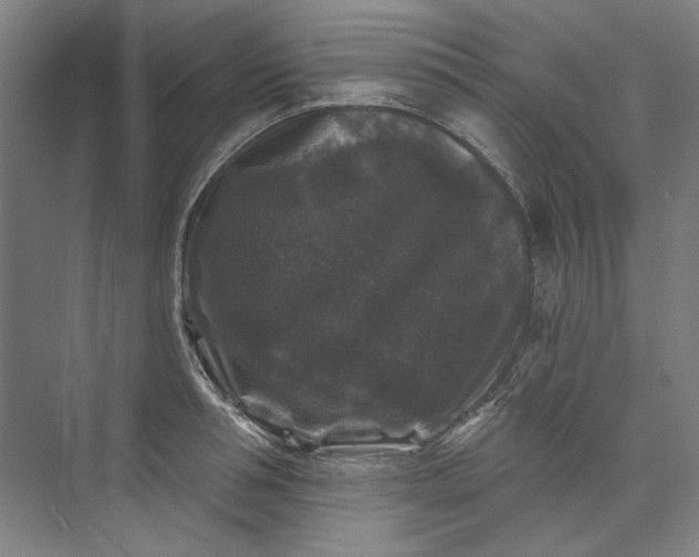 X0000072920994200608041145