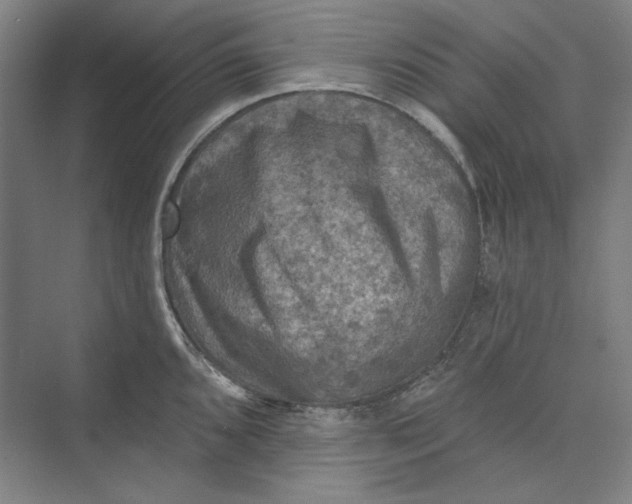 X0000072921096200608041144