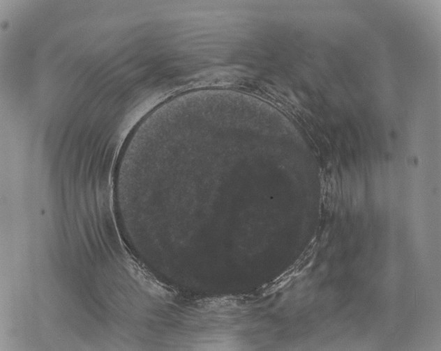 X0000072920100200608111520