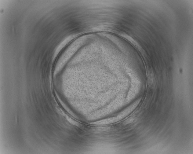 X0000072921294200608111501
