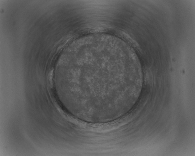 X0000072920026200608181302