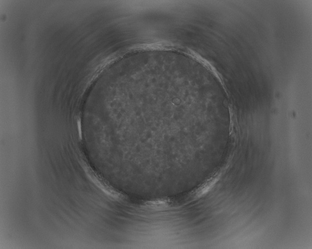 X0000072920061200608181301