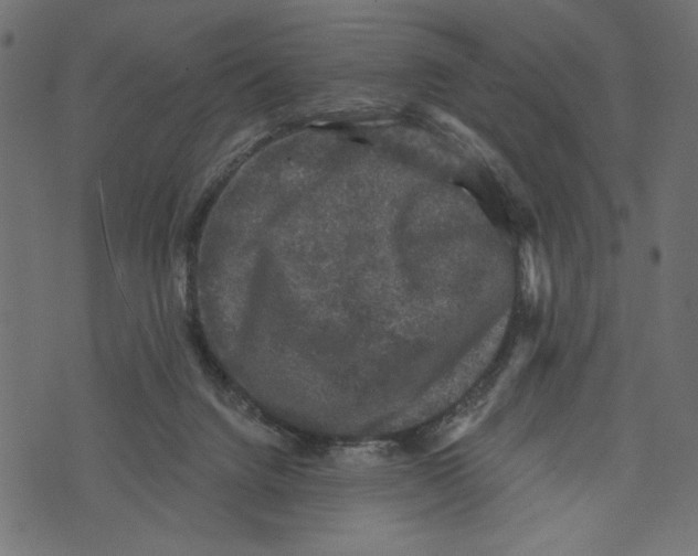 X0000072920072200608181301
