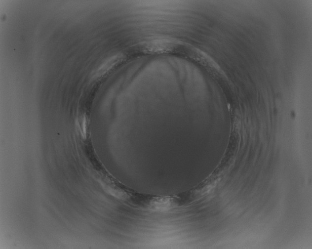 X0000072920076200608181301