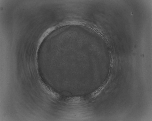 X0000072920104200608181301