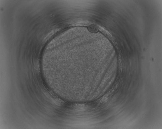 X0000072920298200608181258