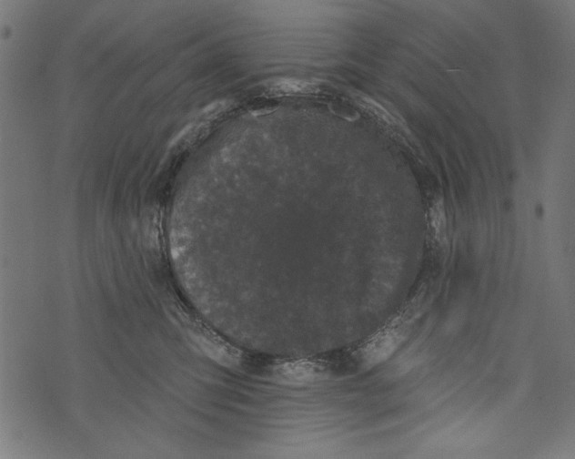 X0000072920423200608181256