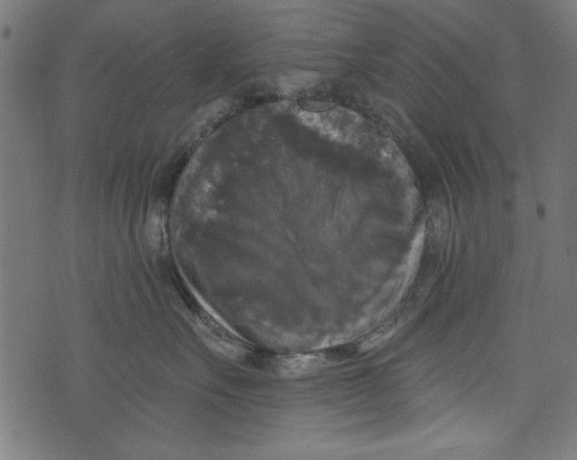 X0000072920527200608181254