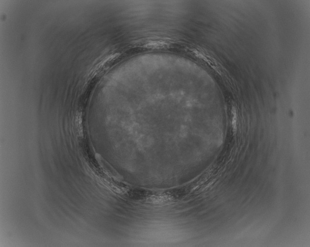 X0000072920696200608181251