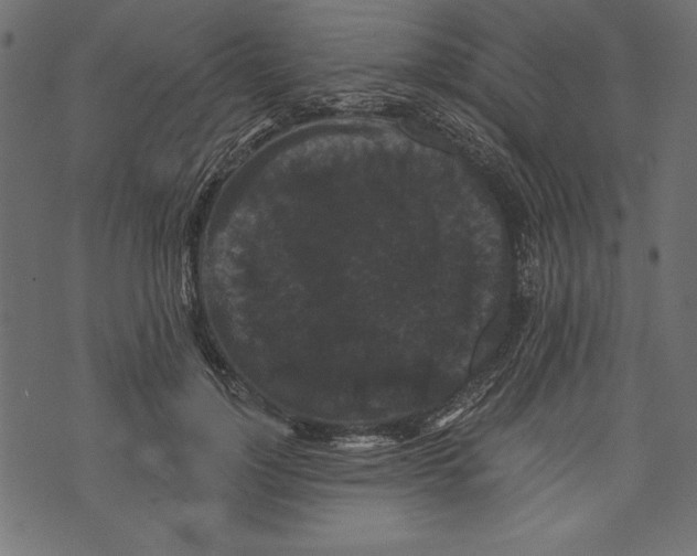 X0000072920748200608181250