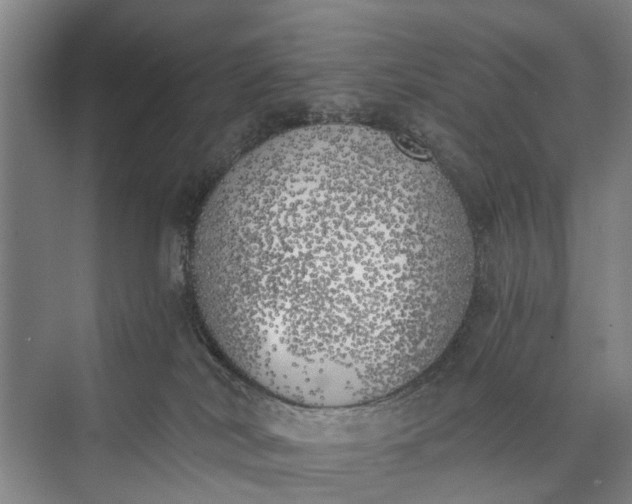 X0000072930038200608041227