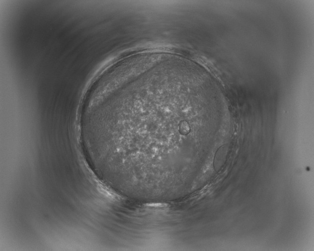 X0000072930053200608041226