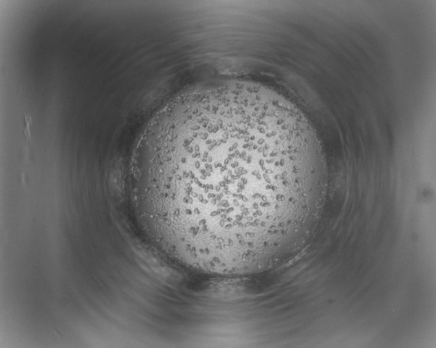 X0000072930078200608041227