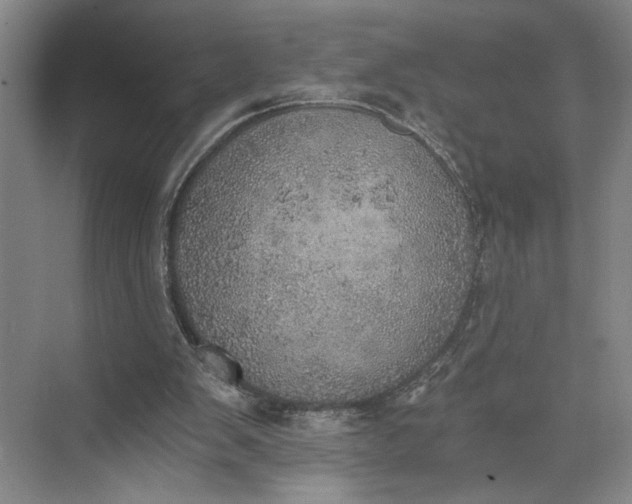 X0000072930103200608041226