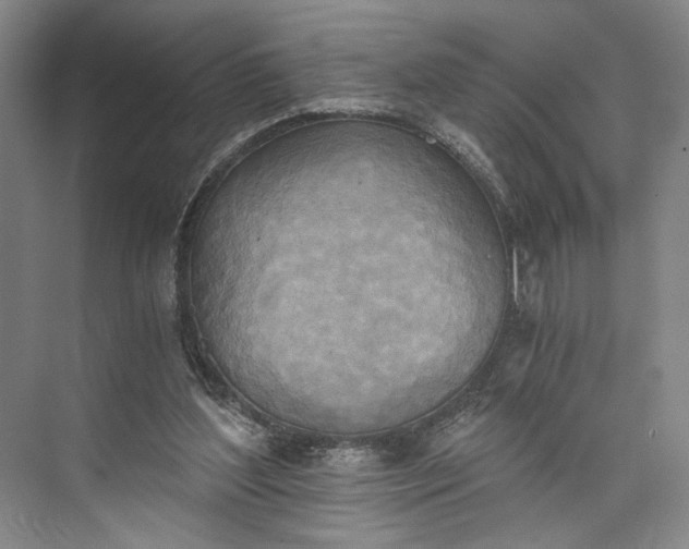 X0000072930204200608041225