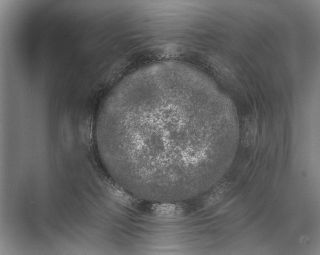 X0000072930230200608041224