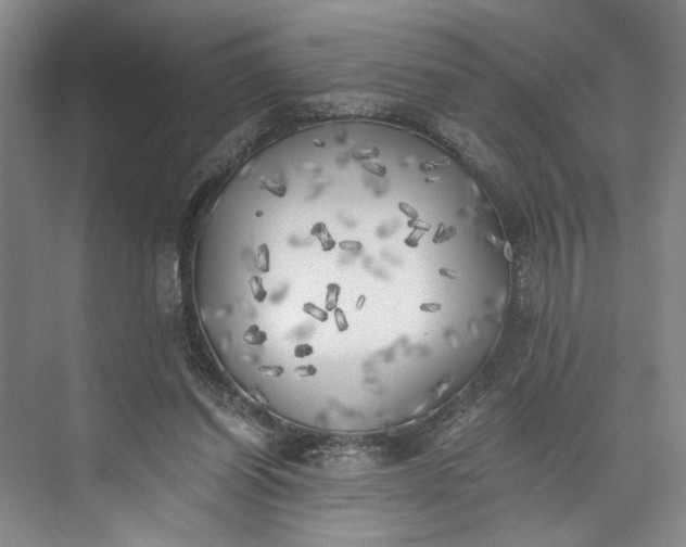 X0000072930254200608041223