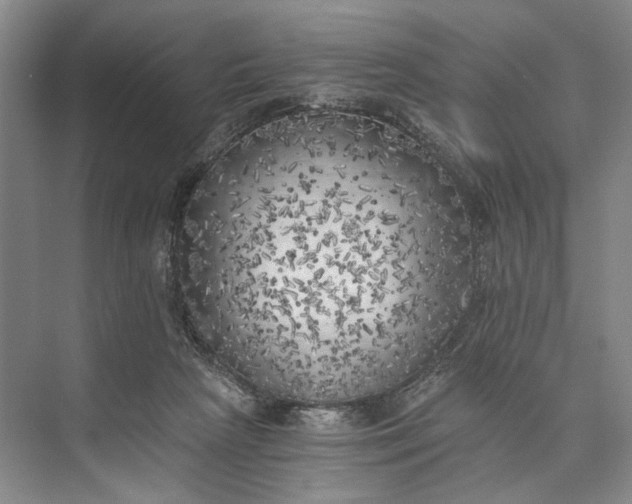 X0000072930265200608041224