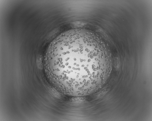 X0000072930378200608041222