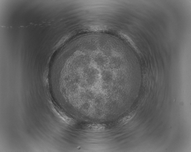 X0000072930443200608041220