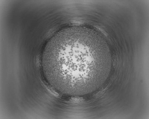 X0000072930455200608041220