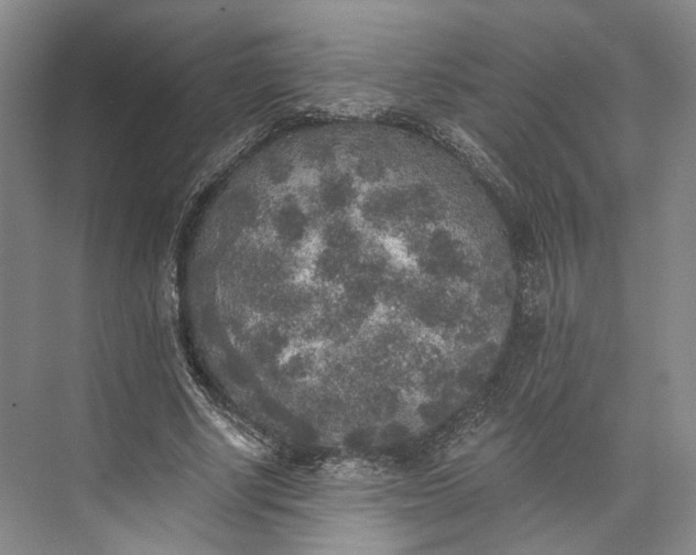 X0000072930634200608041217