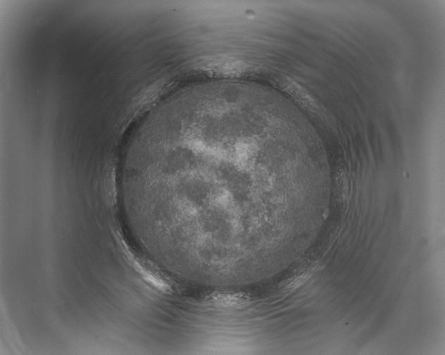 X0000072930638200608041217