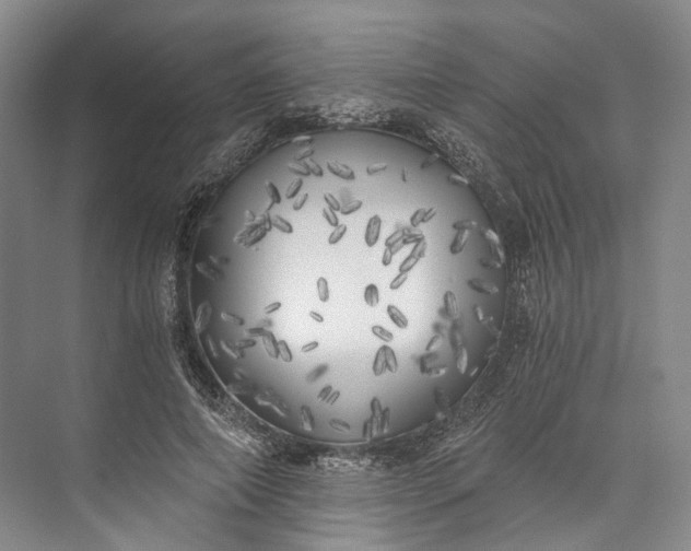 X0000072930690200608041216