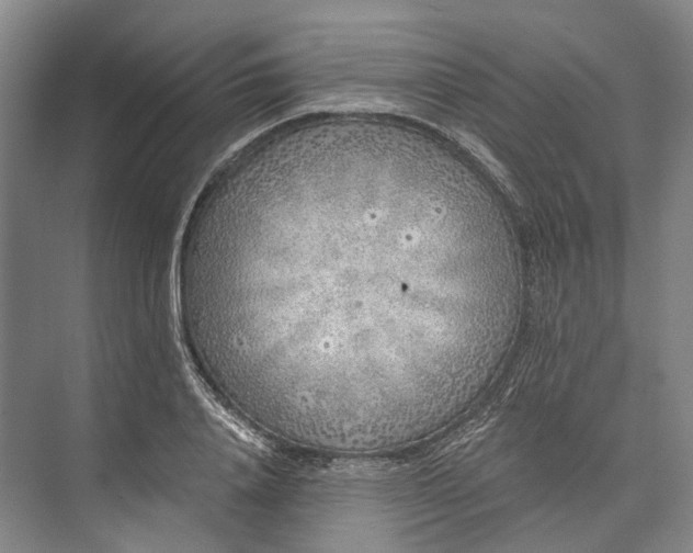 X0000072930840200608041214