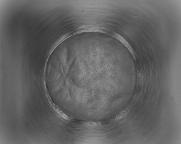 X0000072931002200608041211