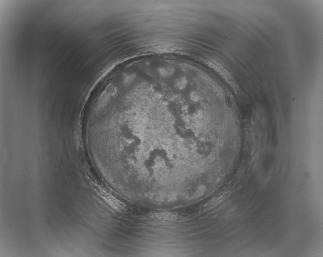 X0000072931023200608041210