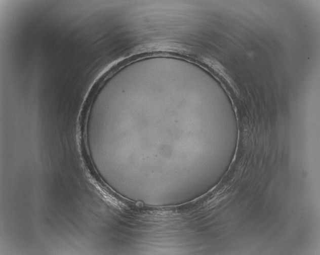 X0000072931024200608041210