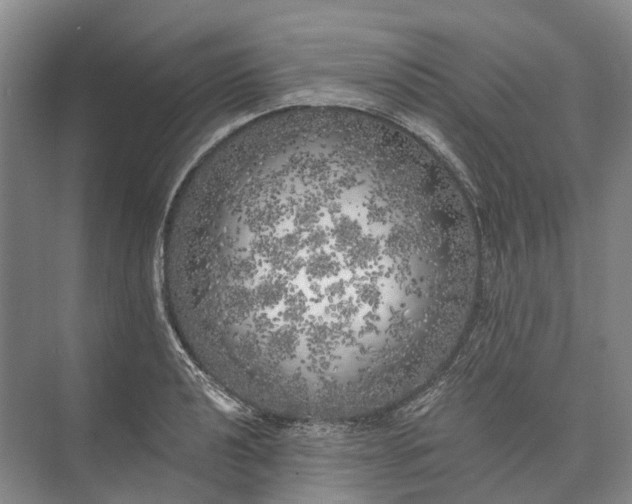 X0000072931040200608041211