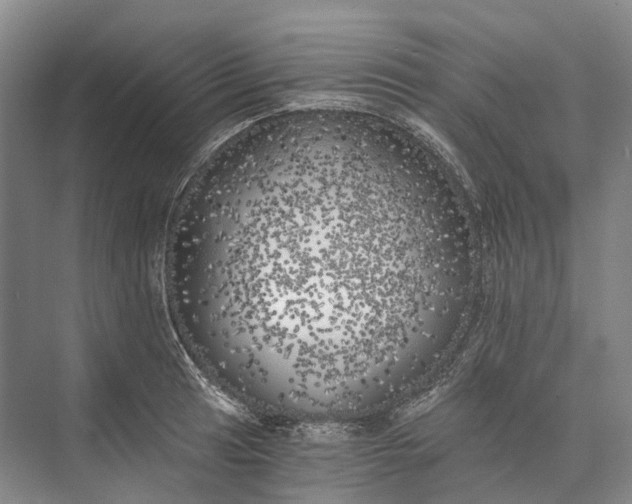 X0000072931041200608041211