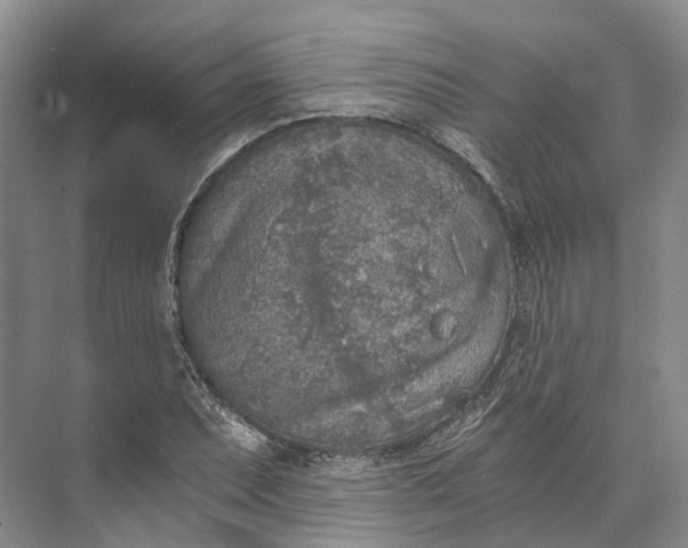 X0000072931071200608041210