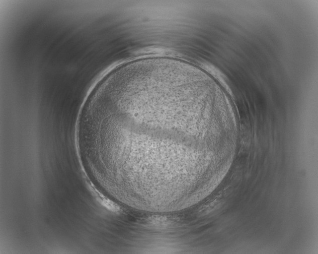 X0000072931098200608041209