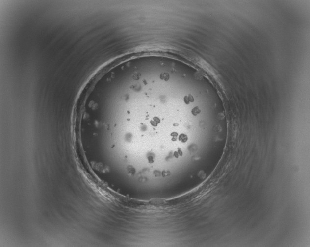 X0000072931124200608041209