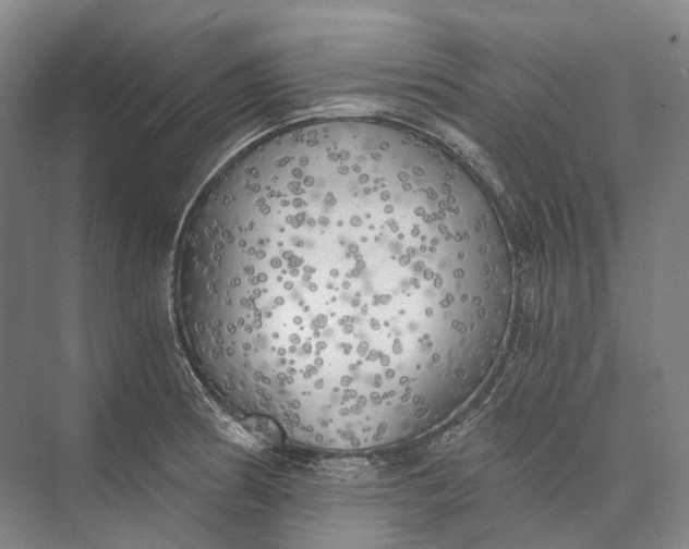 X0000072931186200608041208